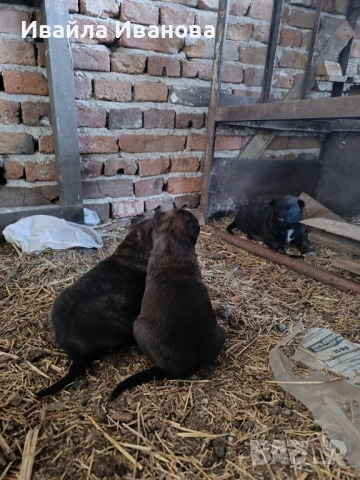 Малки белгийски овчарки , снимка 4 - Белгийска овчарка - 53011130