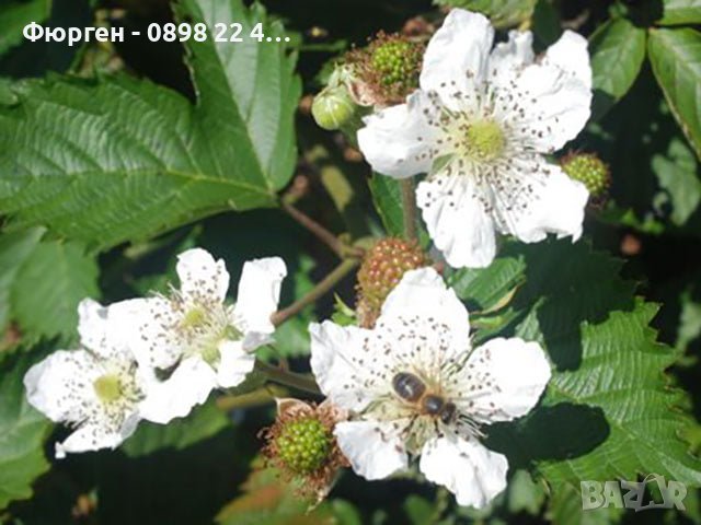 Сладка , гигаска Къпина Сорт Астерина, снимка 3 - Разсади - 38043886