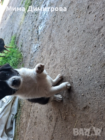  Бордър Коли, снимка 2 - Бо - 52421741