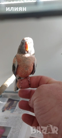 Папагали Буркови Неофеми, снимка 6 - Папагали - 54130690
