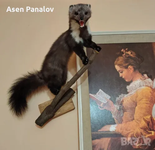 Препарирана лисица/Ловджийка/Гайдарка/Сервитйорка, снимка 13 - Колекции - 44816067