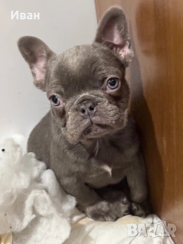 Френски булдог 