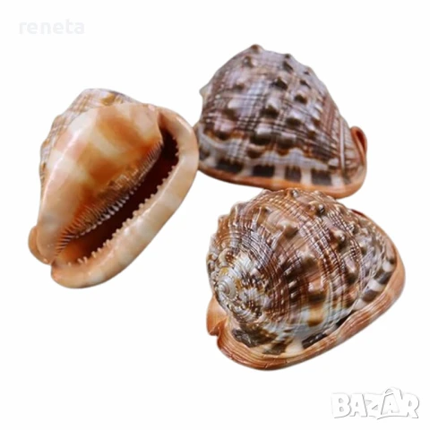 Раковина Bull's Mouth Helmet, Естествена, Натурален цвят, 15х9 см, снимка 1