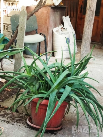 Алое Вера, снимка 6 - Стайни растения - 52509332