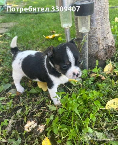 пинчери , снимка 2 - Пинчер - 52156689