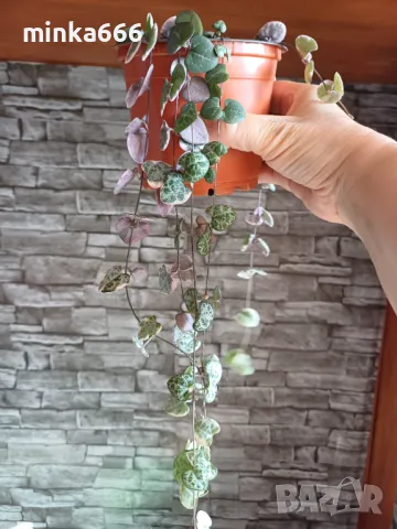 Вариегатна церопегия., снимка 2 - Стайни растения - 50092429