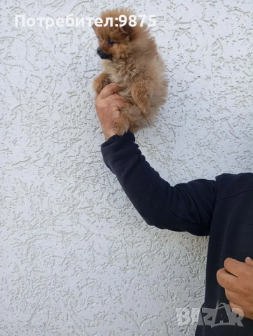 Продавам померан 