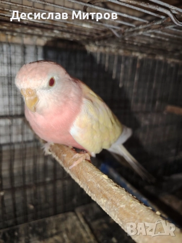 Буркови неофеми, снимка 5 - Папагали - 52642780