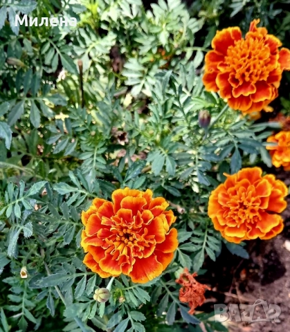 семена за едногодишни цветя , снимка 16 - Сортови семена и луковици - 51471965