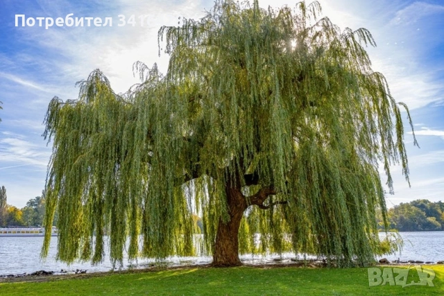 Плачеща върба / Salix babylonica, снимка 2 - Градински цветя и растения - 53914575