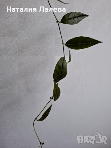 Колумнея, columnea Minor, снимка 3 - Стайни растения - 52971304