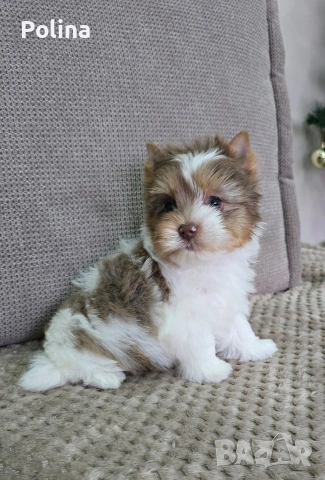 Шокобери момче, снимка 5 - Йоркширски териер - 53034544