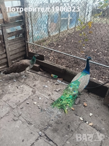 продавам пауни , снимка 2 - други­ - 52318760