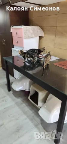 Екзотични котета, снимка 11 - Бенгалски - 54357737