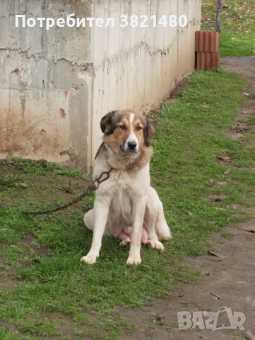 Каракачански кученца , снимка 11 - Каракачанска овчарка - 52618838