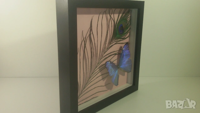 Пеперуда Morpho Adonis от Южна Америка, снимка 7 - Други - 53371940