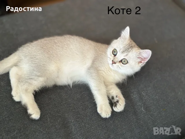 Британско късокосместо коте, снимка 4 - Британска късокосместа - 55506439