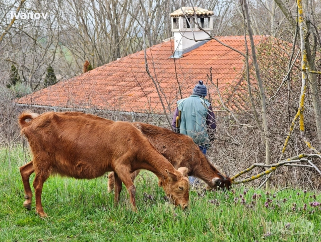 Продавам коза и женско яре, снимка 4 - Кози - 54081356