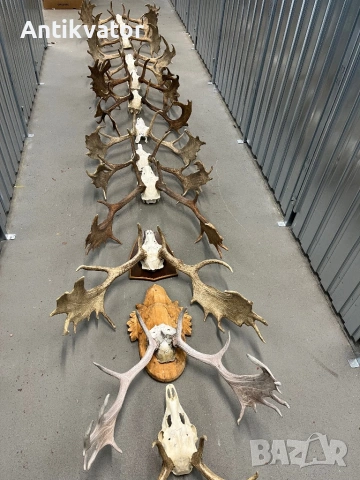 Трофеи елени лопатари, снимка 2 - Други - 50464318