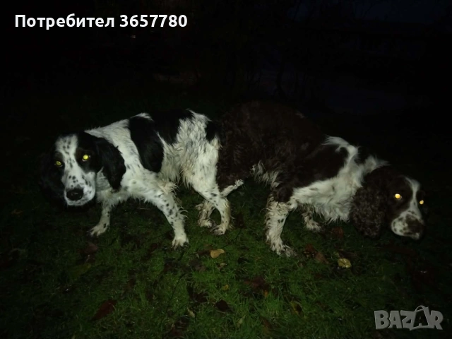 ШПРИНГЕР шпанол, снимка 6 - Кокер шпаньол - 53932504