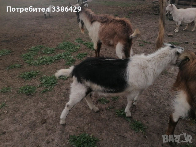 Продават се мъжки кастрирани и пръч, снимка 5 - Кози - 54171466