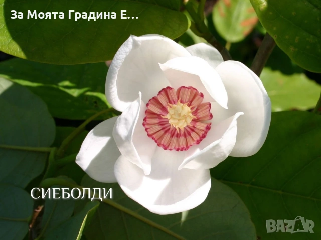 Магнолия 19 вида , снимка 18 - Градински цветя и растения - 54020432