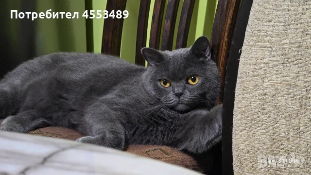 Подарявам британска късокосместа котка , снимка 1