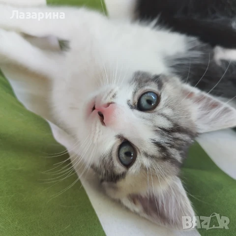 Котета-подаряват се две котенца, снимка 1