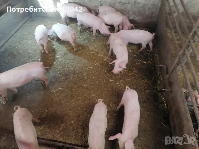 продавам малки прасета, снимка 7 - Прасета - 56367320