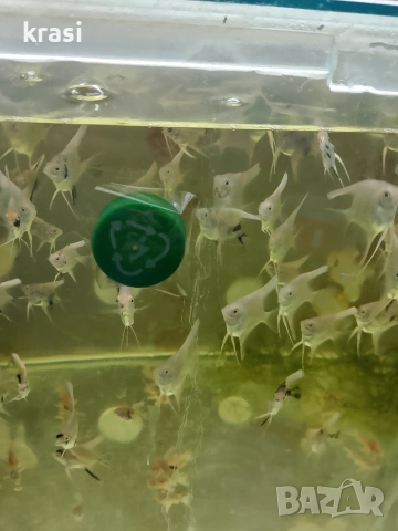 Декоративни рибки, скаларий. , снимка 4 - Рибки - 54359555