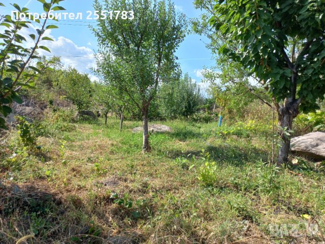 Млада плододаваща  овошна градина, снимка 3 - Земеделска земя - 41125668