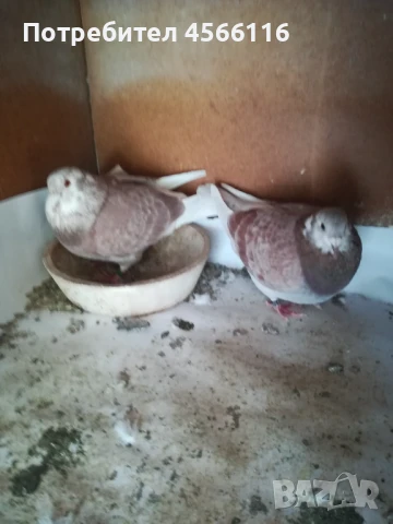 Стандартни пощенски гълъби ЦЕНА ЗА 1 ЧИФТ!, снимка 3 - Гълъби - 51382012