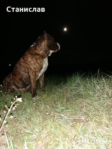 Тигров питбул за разплод ... , снимка 8 - Питбул - 31691648