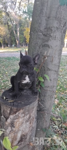 Френски булдочета 111 дни, снимка 5 - Други - 51492688