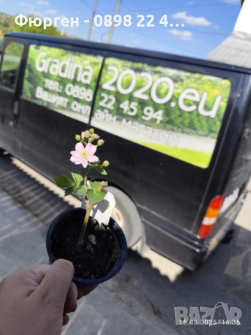 Розово цъфтяща сладка къпина (Лох мери), снимка 4 - Разсади - 38995508