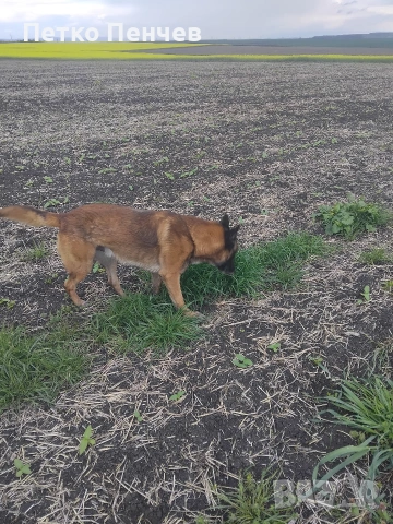 белгийска овчарка малиноа, снимка 4 - Белгийска овчарка - 54305738