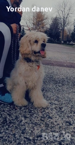 Америка кокер шпаньол за разплод , снимка 3 - Кокер шпаньол - 51931720