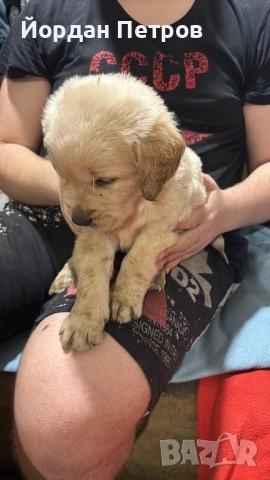 Голдън ретривър , снимка 7 - Голдън ретривър - 53274440