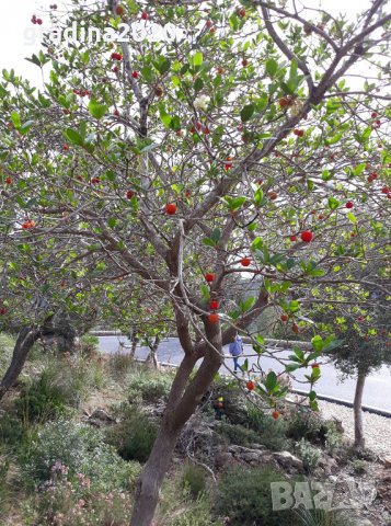 Ягодово дърво - Арбутус, снимка 5 - Градински цветя и растения - 27448713