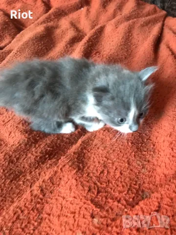 ангорски котета