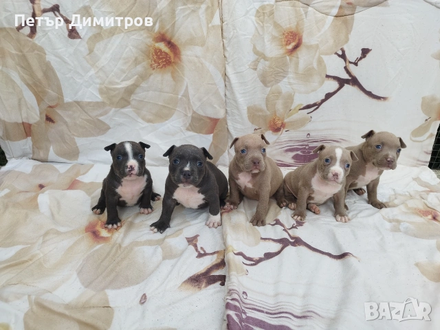 американско були покет 