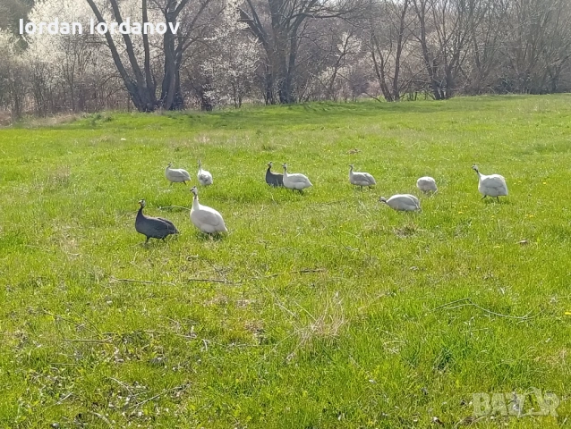 Оплодени яйца от токачки , снимка 3 - други­ - 54225975