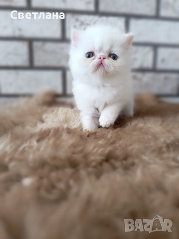 Екзотично късокосместо мъжко коте , снимка 7 - Персийска - 54348394