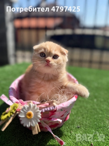 Шотландски клепоухи котета, снимка 3 - Британска късокосместа - 54199643