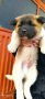 Американска акита кученца, снимка 1 - Акита - 44200427