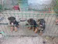 немски овчарки на 2 месеца, снимка 4