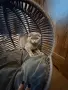 Британски / шотландски котета , снимка 4
