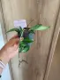 Хоя Davidcummingii, снимка 1