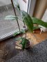 Pavonia gledhillii, снимка 1 - Стайни растения - 39346087