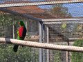 Червенокрили Папагали- двойка